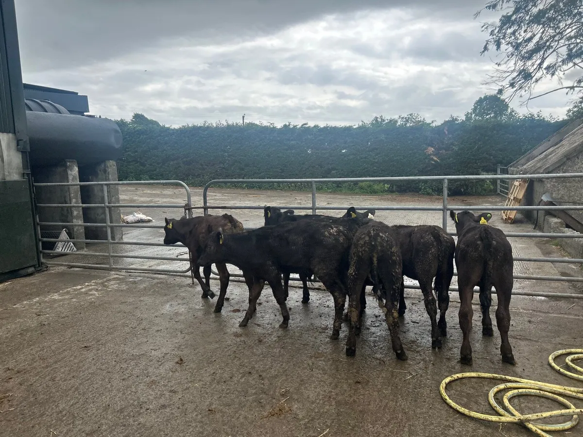 8 super Angus  and Hereford  bull weanlings - Image 1