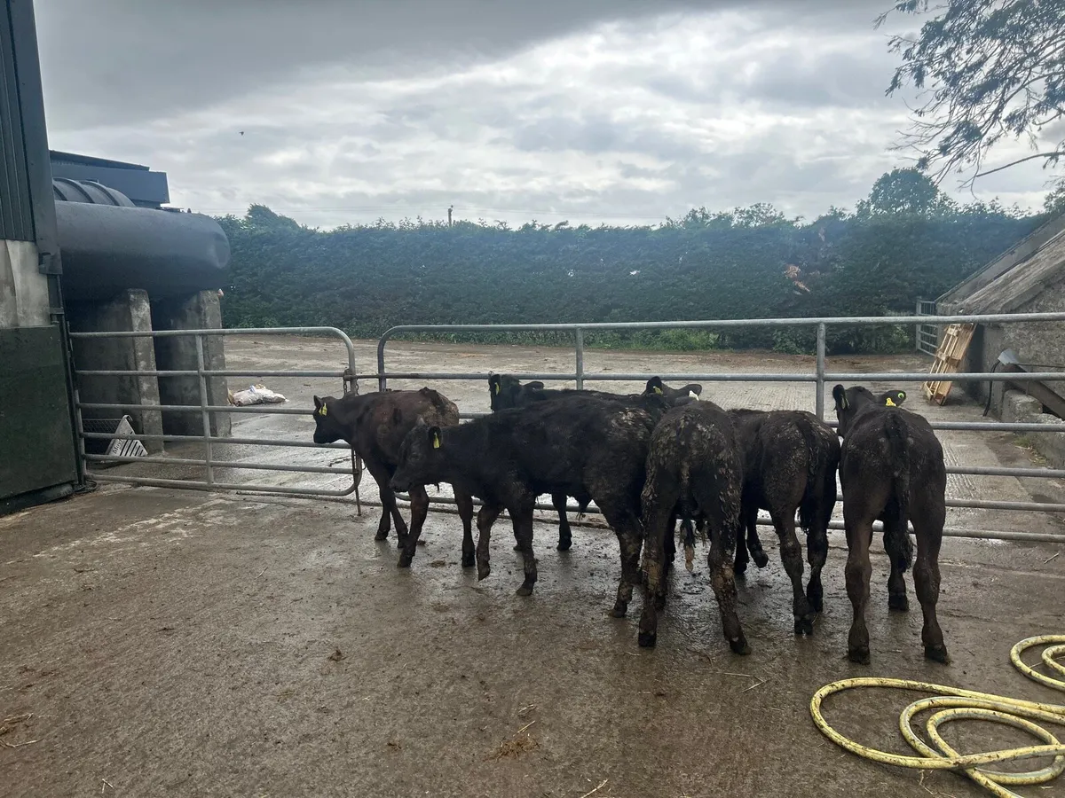 8 super Angus  and Hereford  bull weanlings - Image 2