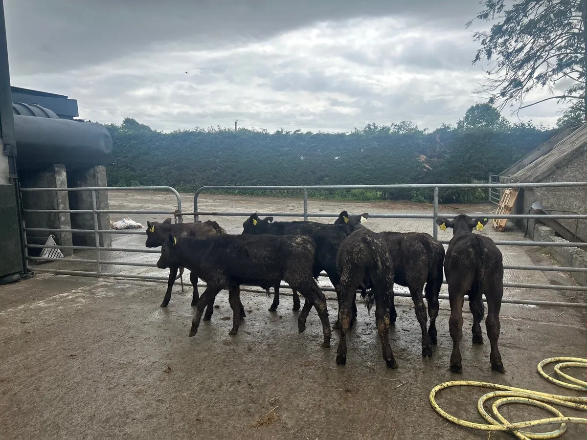 8 super Angus  and Hereford  bull weanlings - Image 3