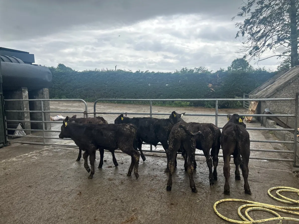 8 super Angus  and Hereford  bull weanlings - Image 4