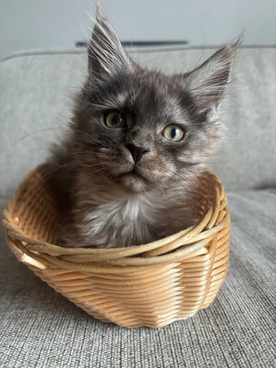 Maine Coon kittens - Image 1