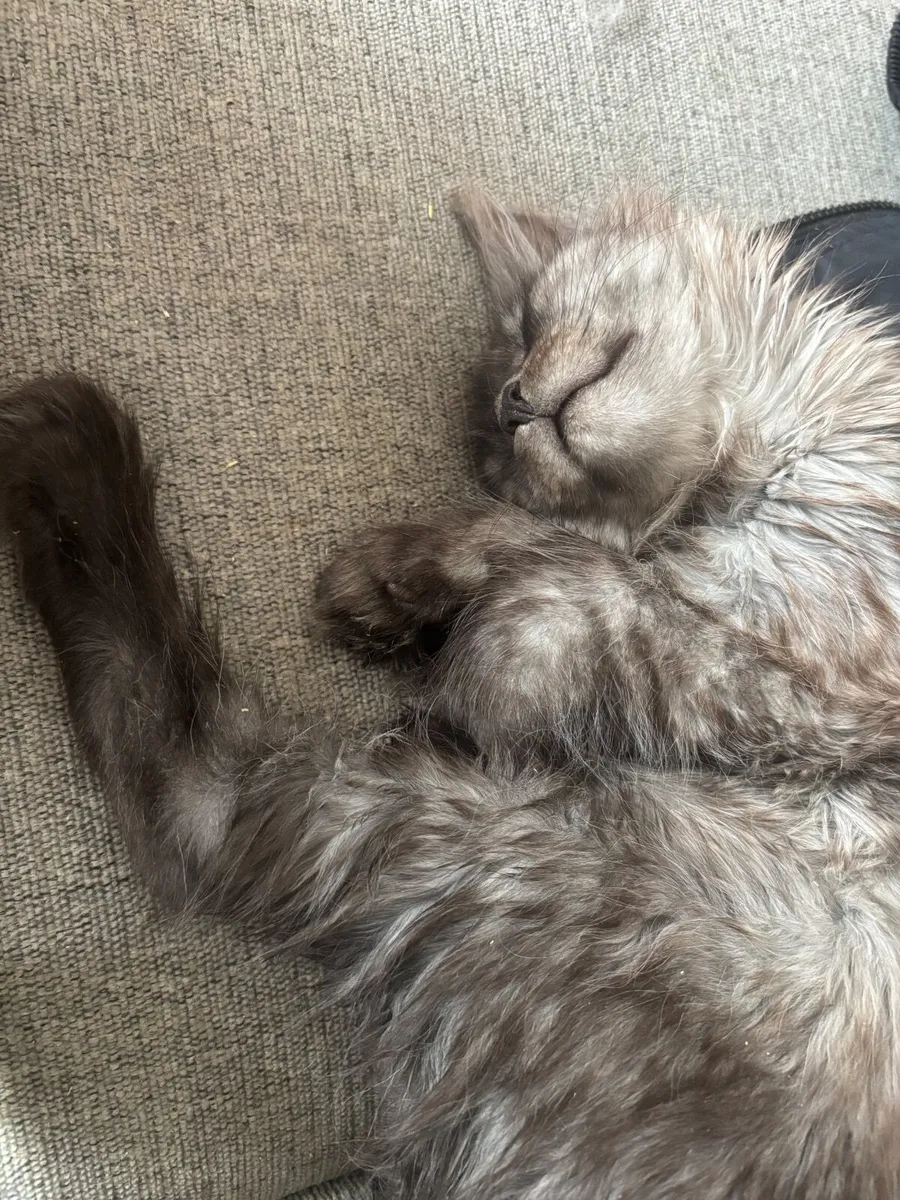 Maine Coon kittens - Image 3