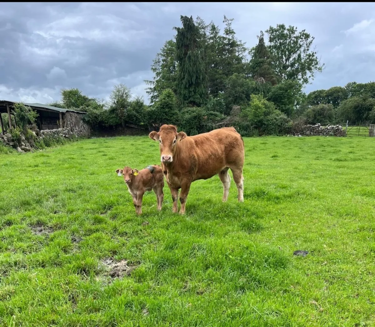 Heifers - Image 1