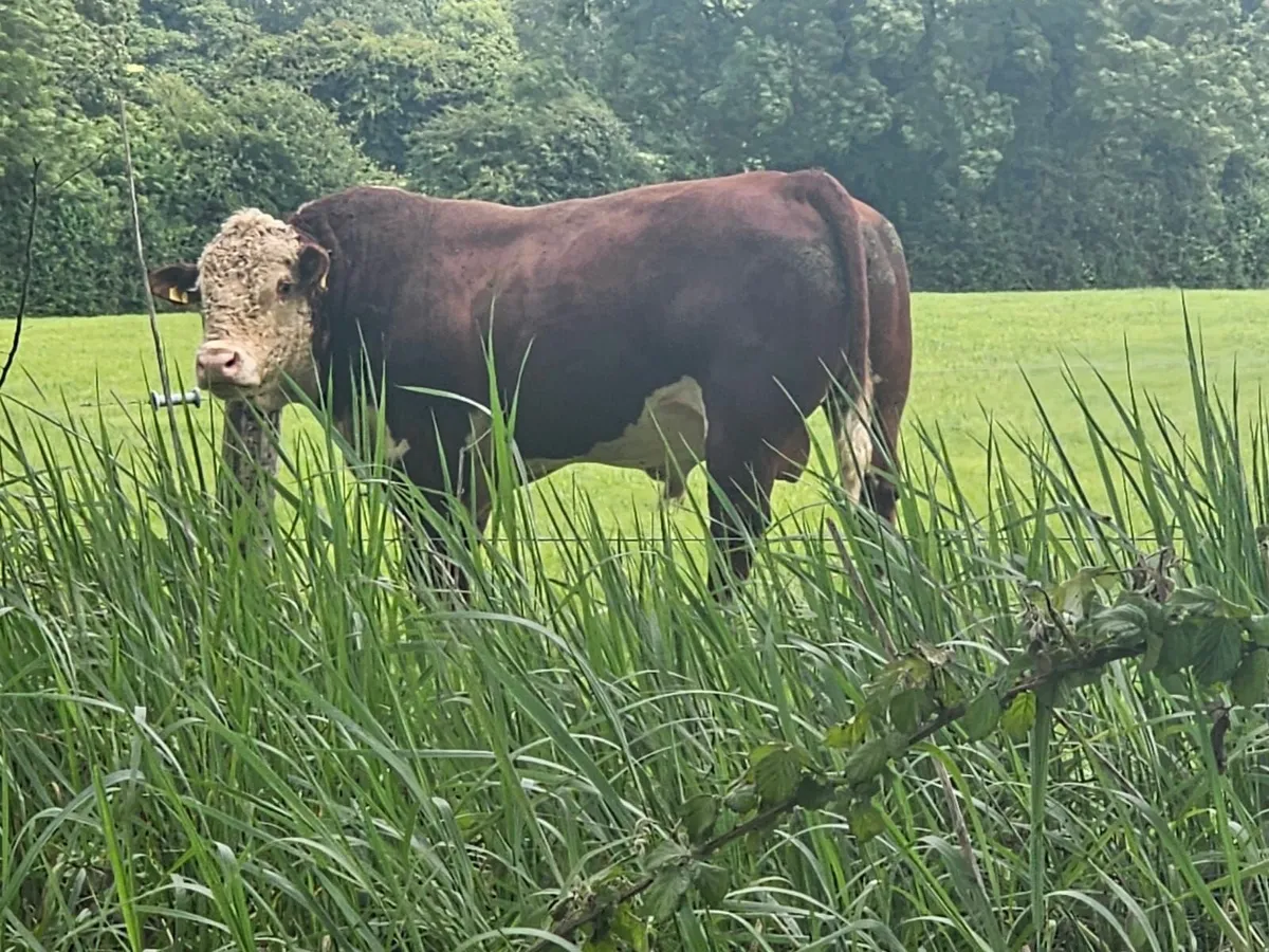Hereford Bull - Image 3