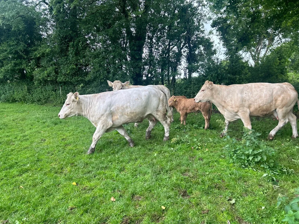 3 super  charlaois cows with orange  charlaois cal - Image 1
