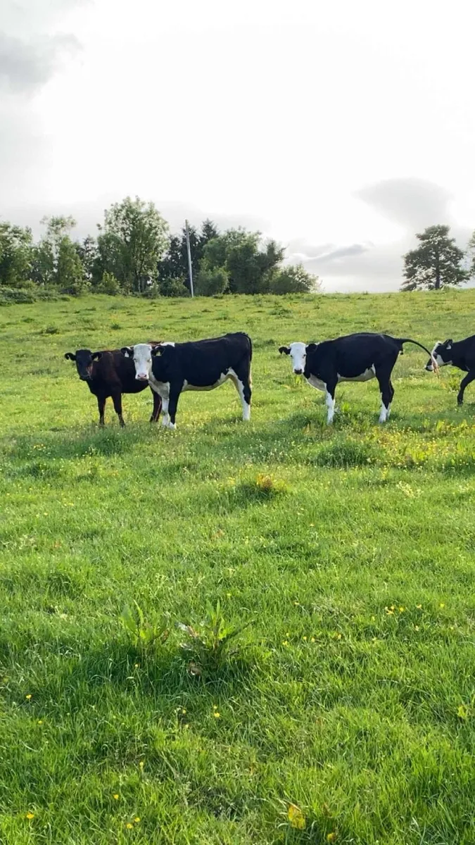 Heifers - Image 1