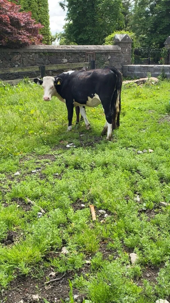 Heifers - Image 2