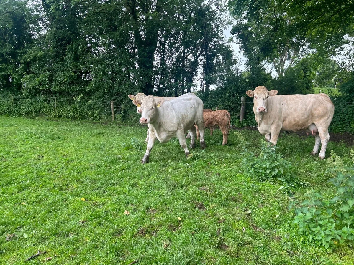 3 super  charlaois cows with orange  charlaois cal - Image 2