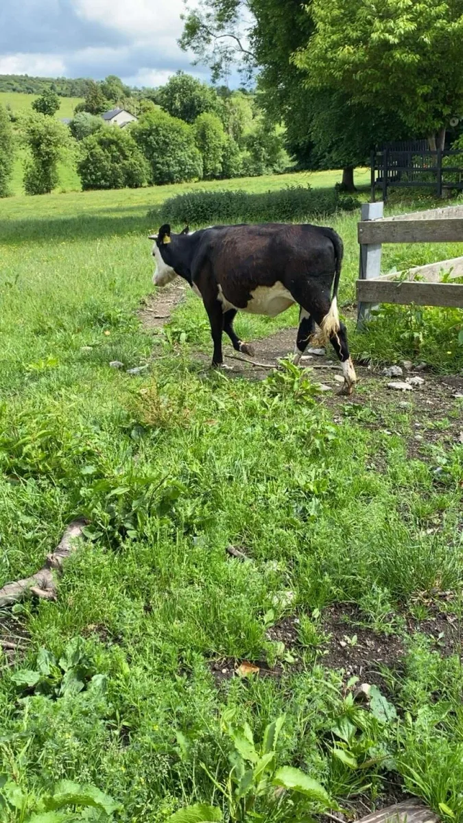 Heifers - Image 4