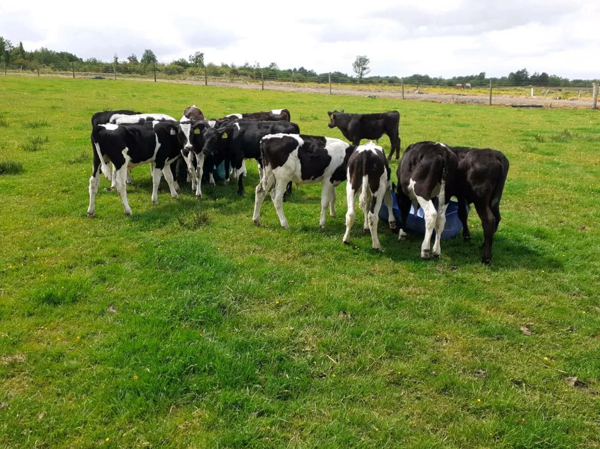 Grass Calves All Bulls - Image 1