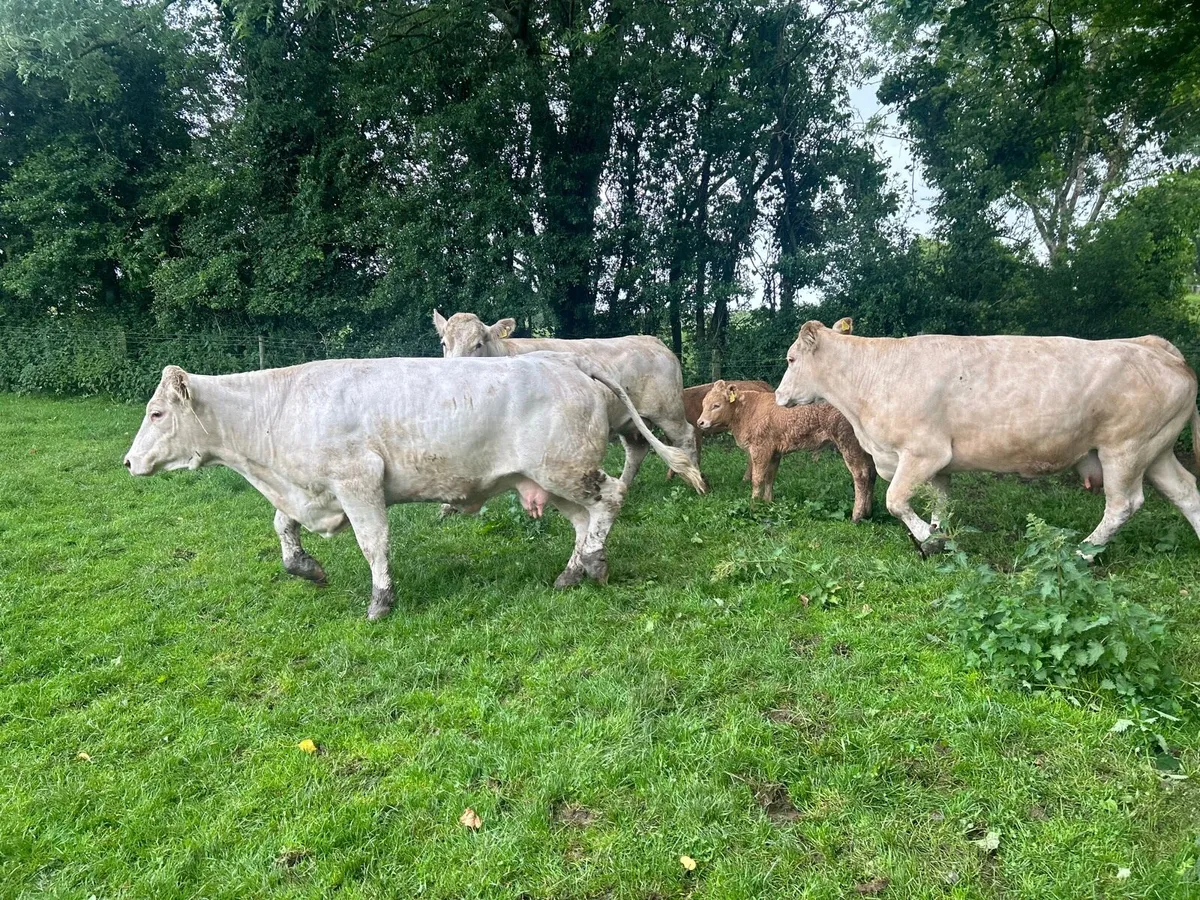 3 super  charlaois cows with orange  charlaois cal - Image 3