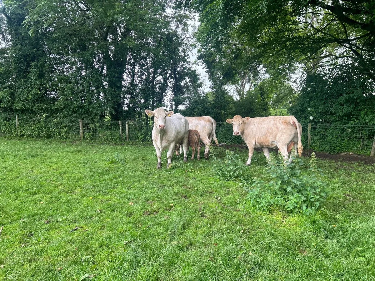 3 super  charlaois cows with orange  charlaois cal - Image 4