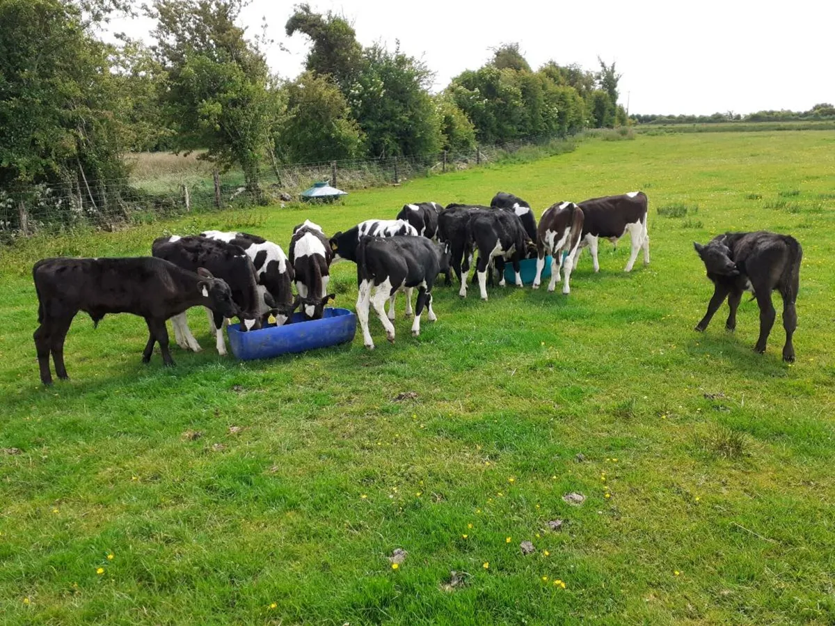 Grass Calves All Bulls - Image 2