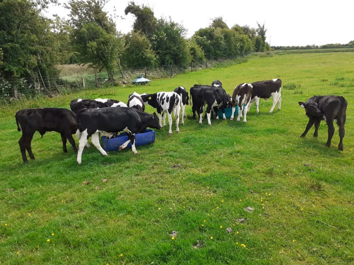 Grass Calves All Bulls - Image 3