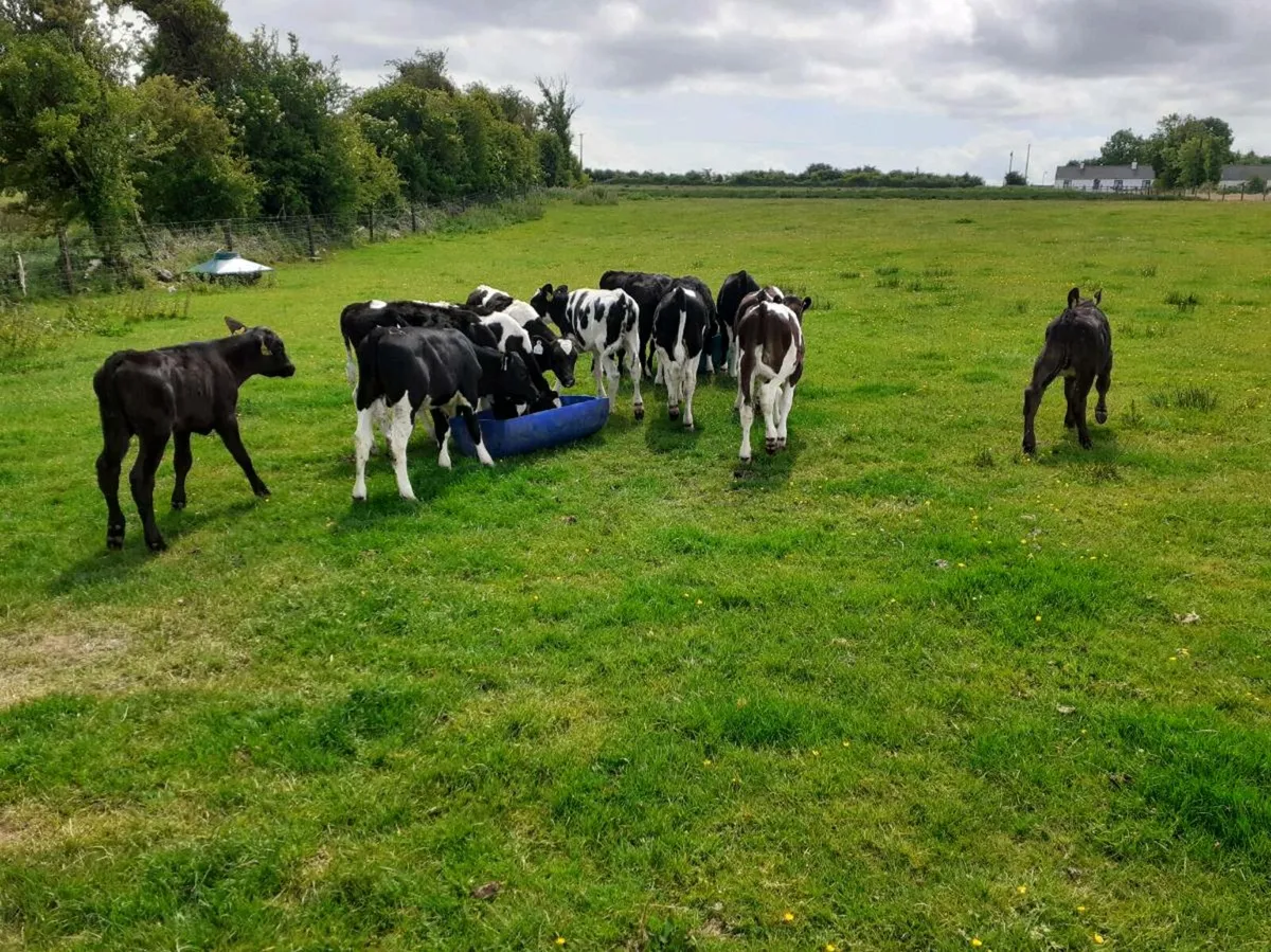 Grass Calves All Bulls - Image 4