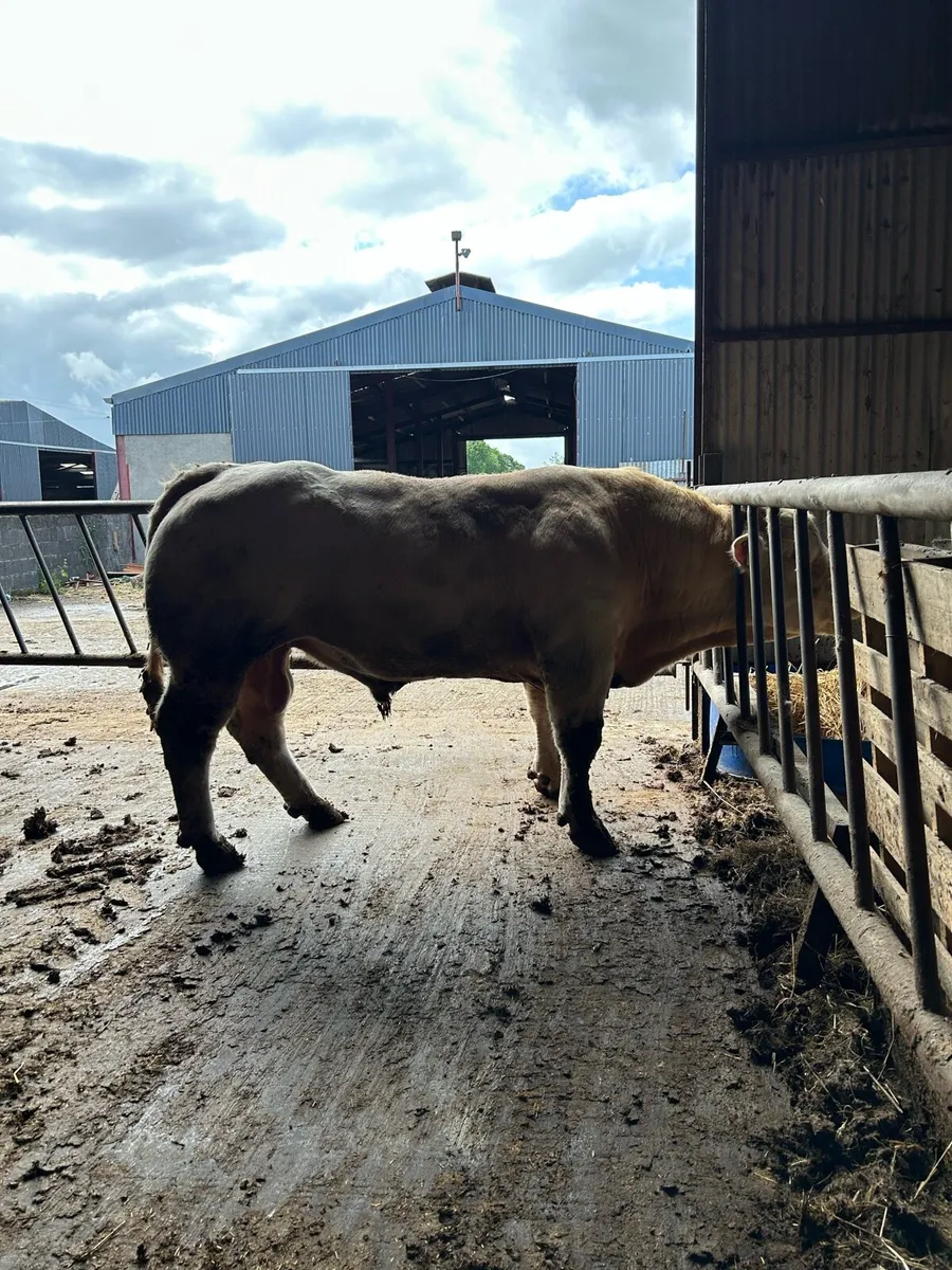 PBR lapon Charolais bull for sale - Image 1