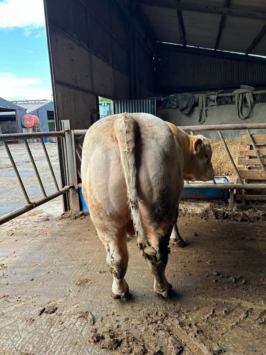 PBR lapon Charolais bull for sale - Image 2