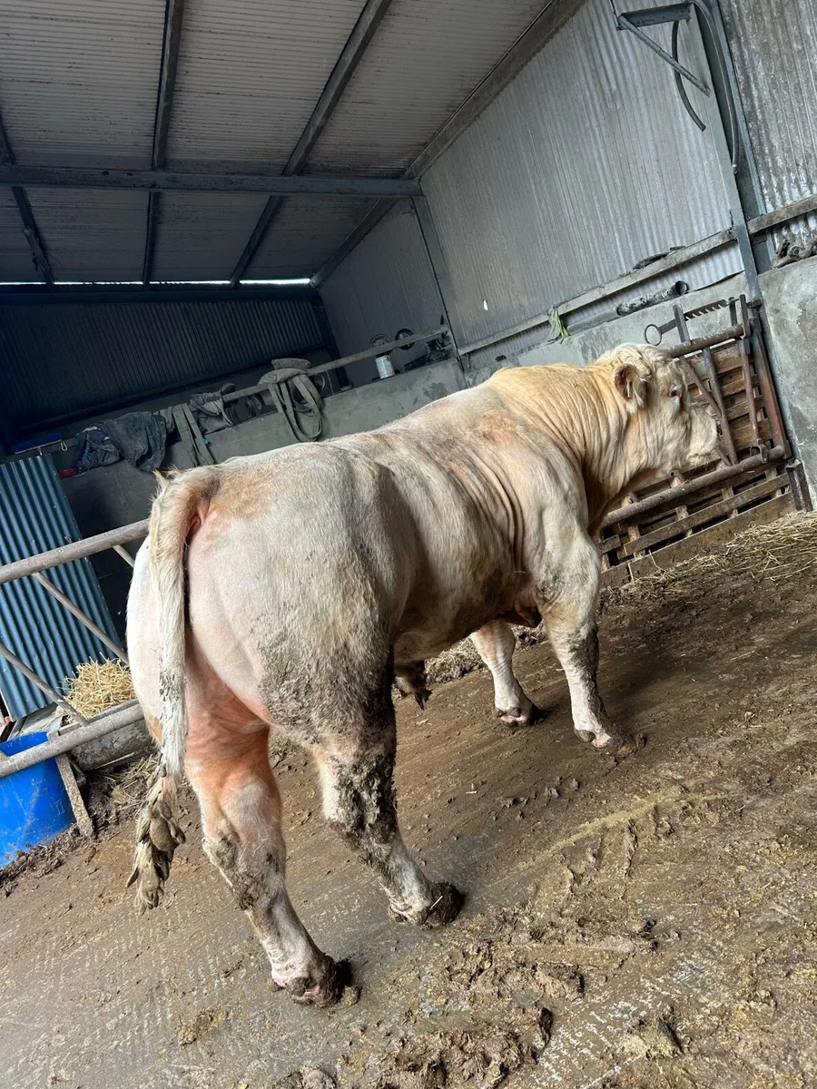PBR lapon Charolais bull for sale - Image 3