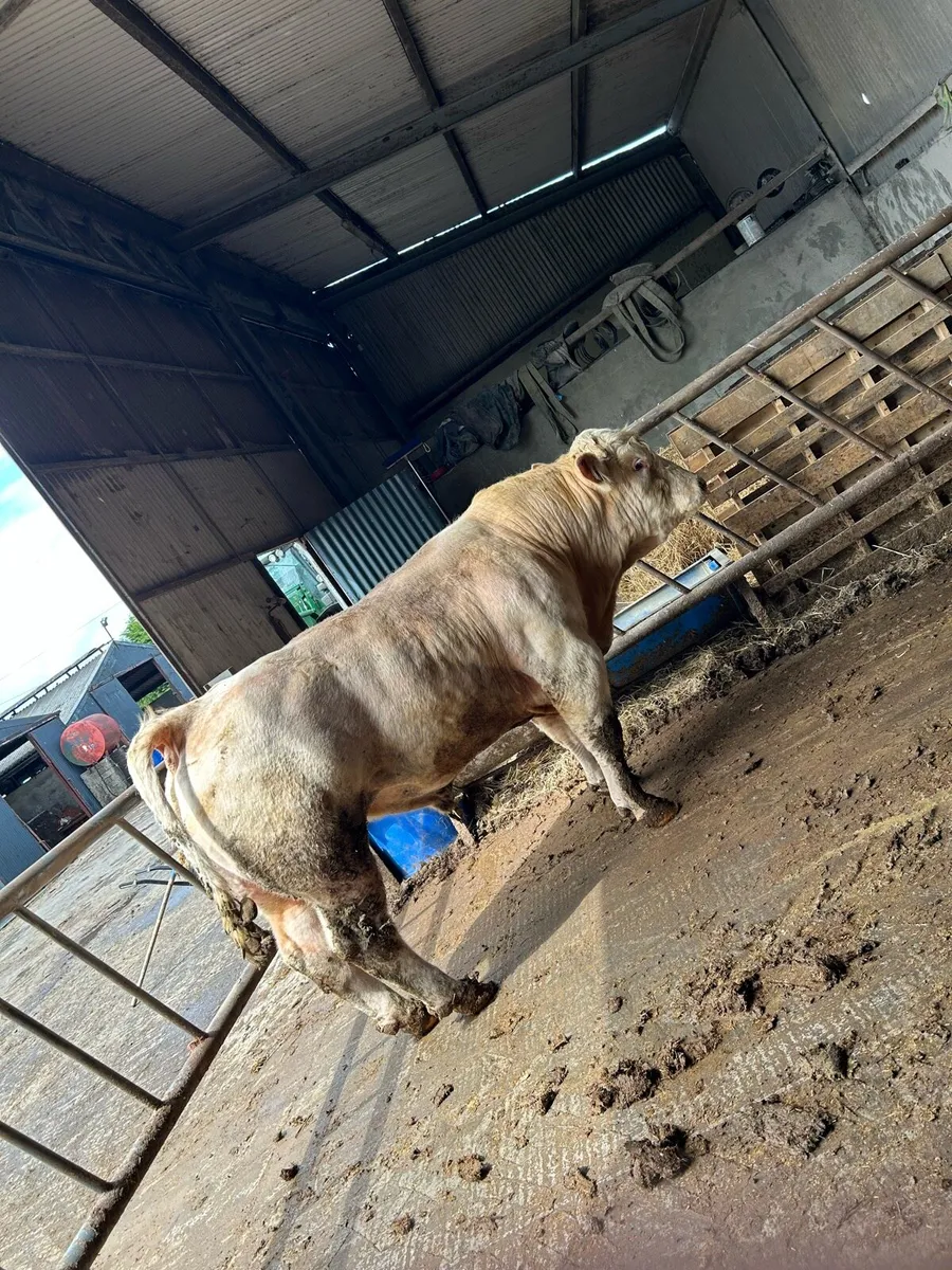 PBR lapon Charolais bull for sale - Image 4