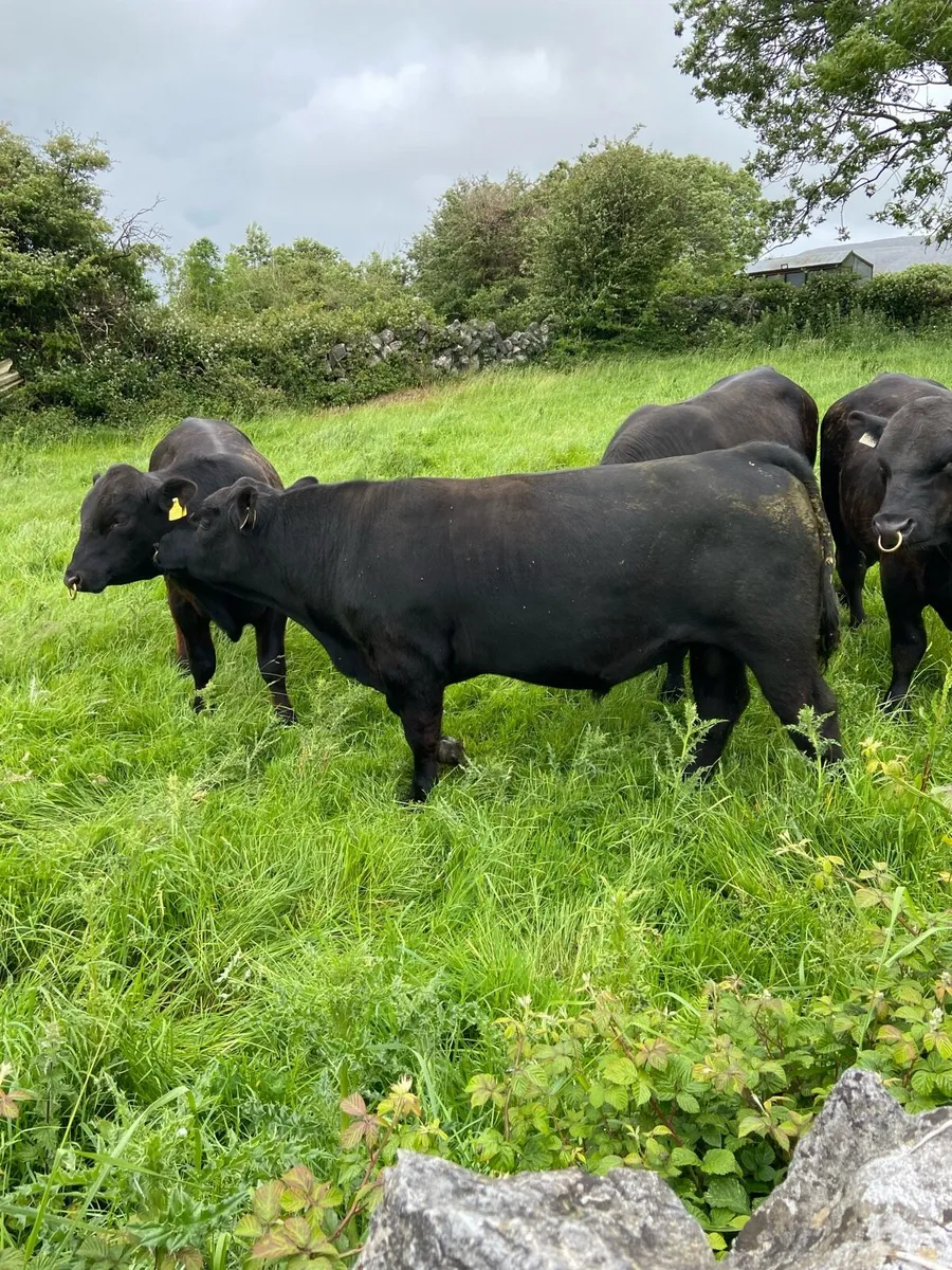 AA Bulls 15–18 months - Image 1