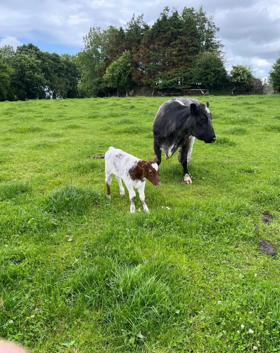 Heifers - Image 2