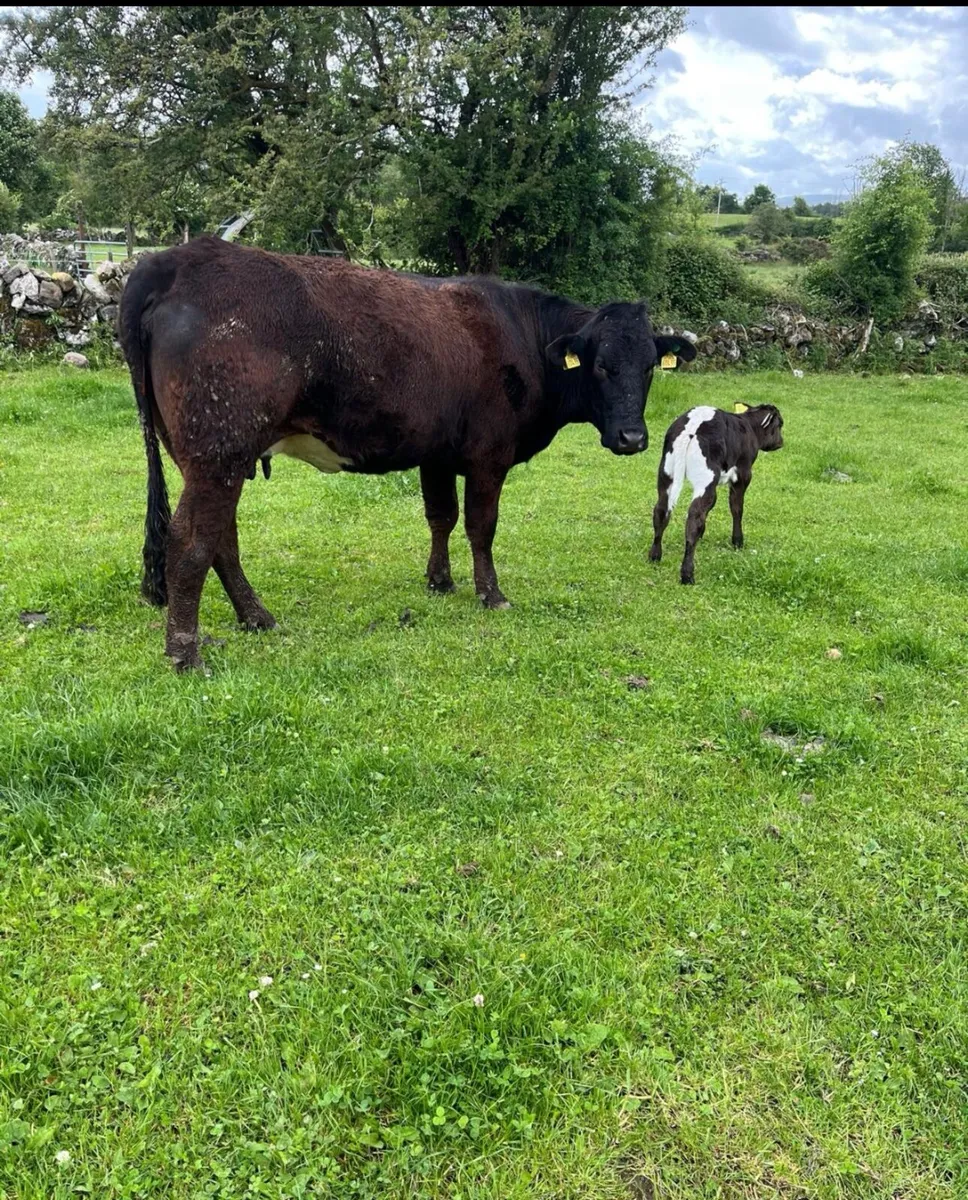 Heifers - Image 3