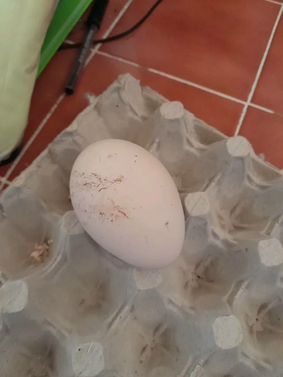4 indian blue peafowl hatching eggs