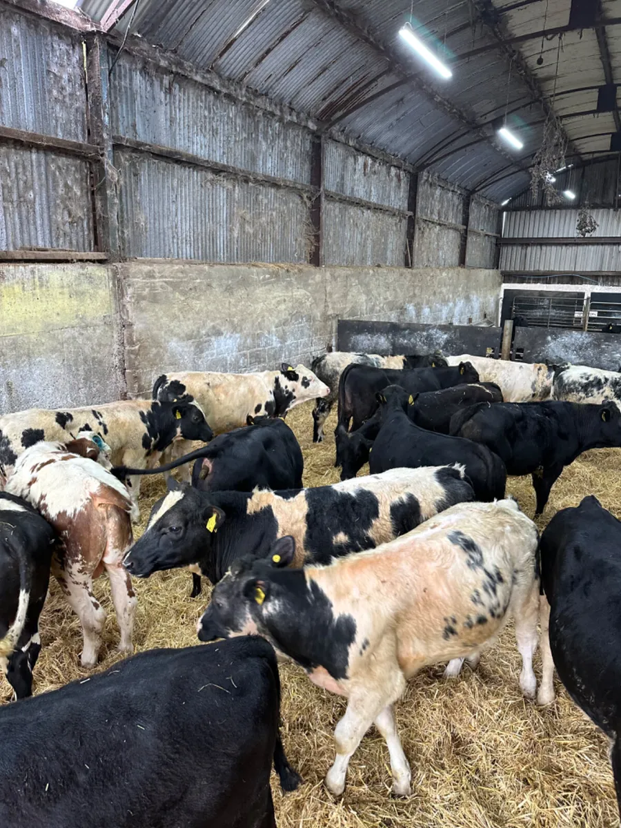 Blue Angus and Hereford bulls - Image 4