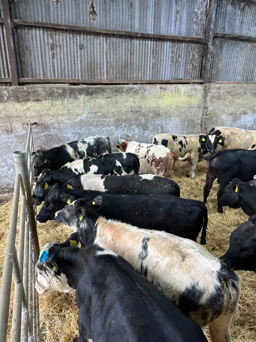 Blue Angus and Hereford bulls - Image 2