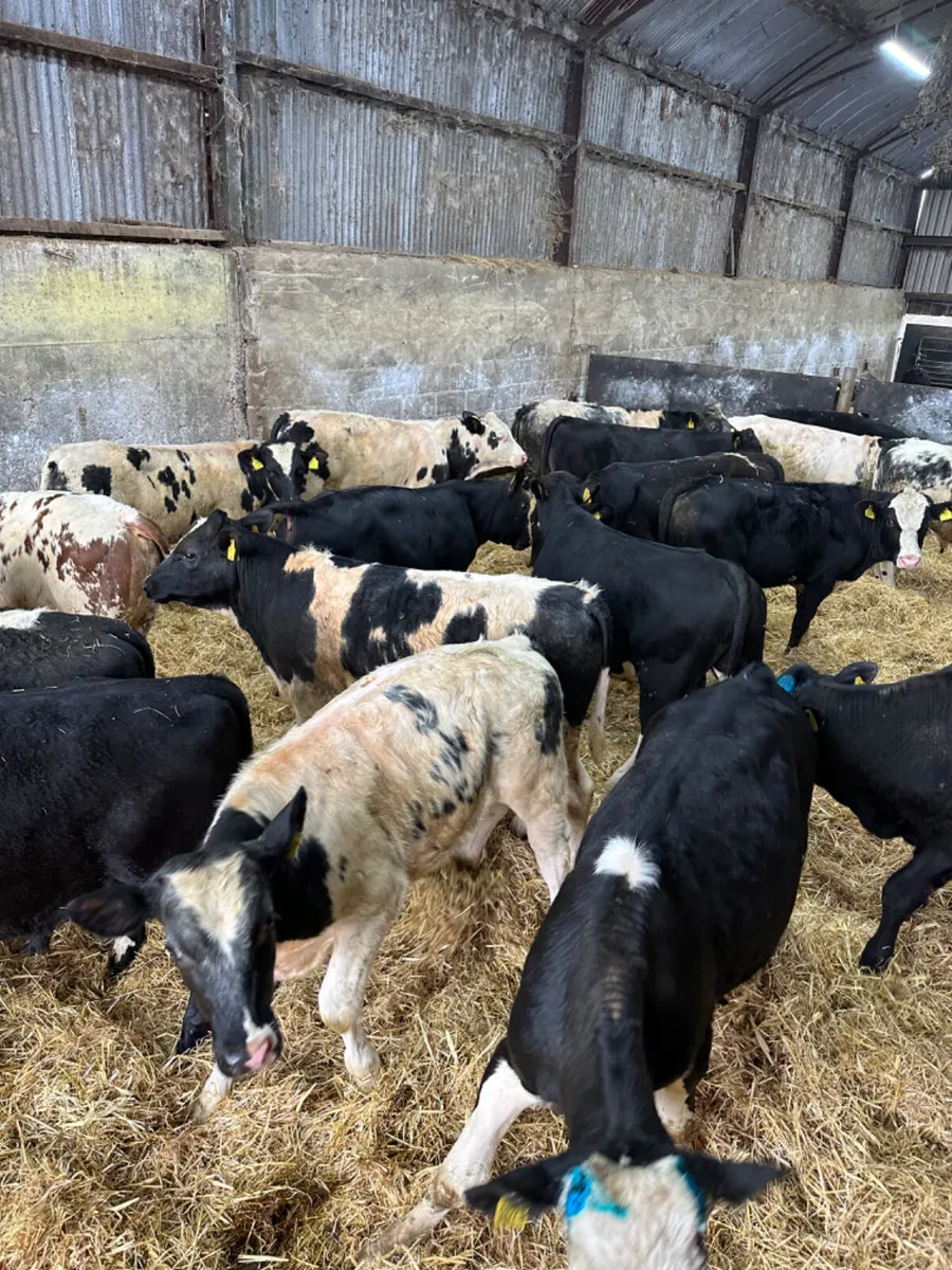 Blue Angus and Hereford bulls - Image 1