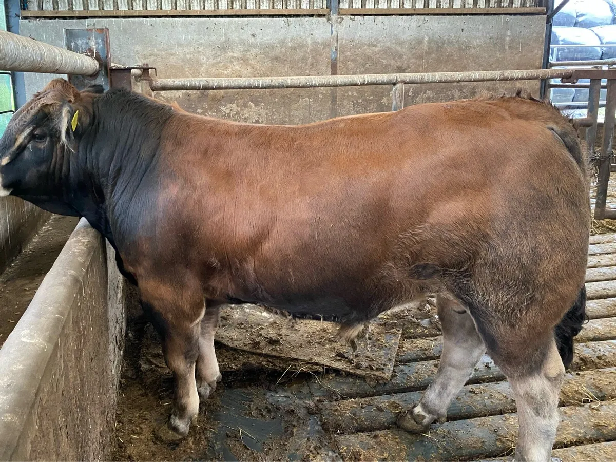 Aubrac Bull