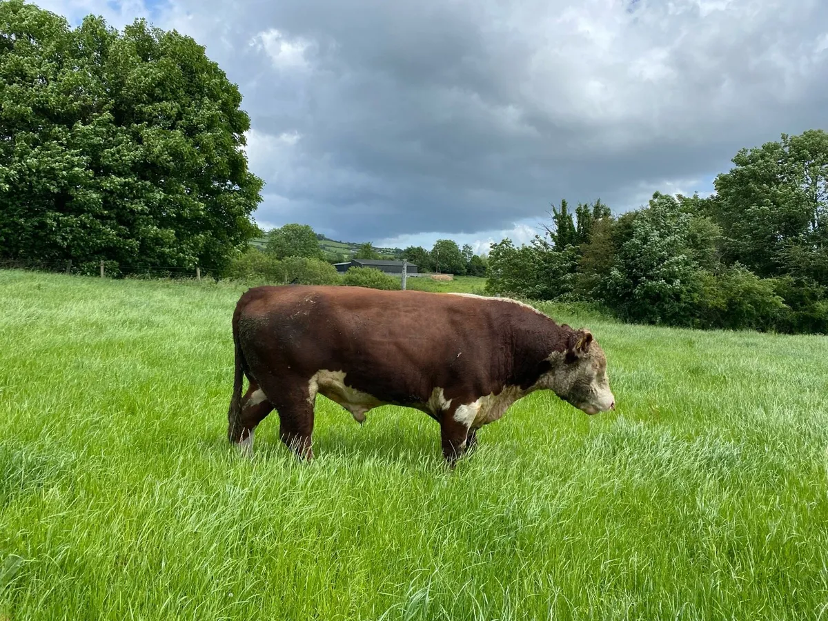 Hereford bull - Image 2