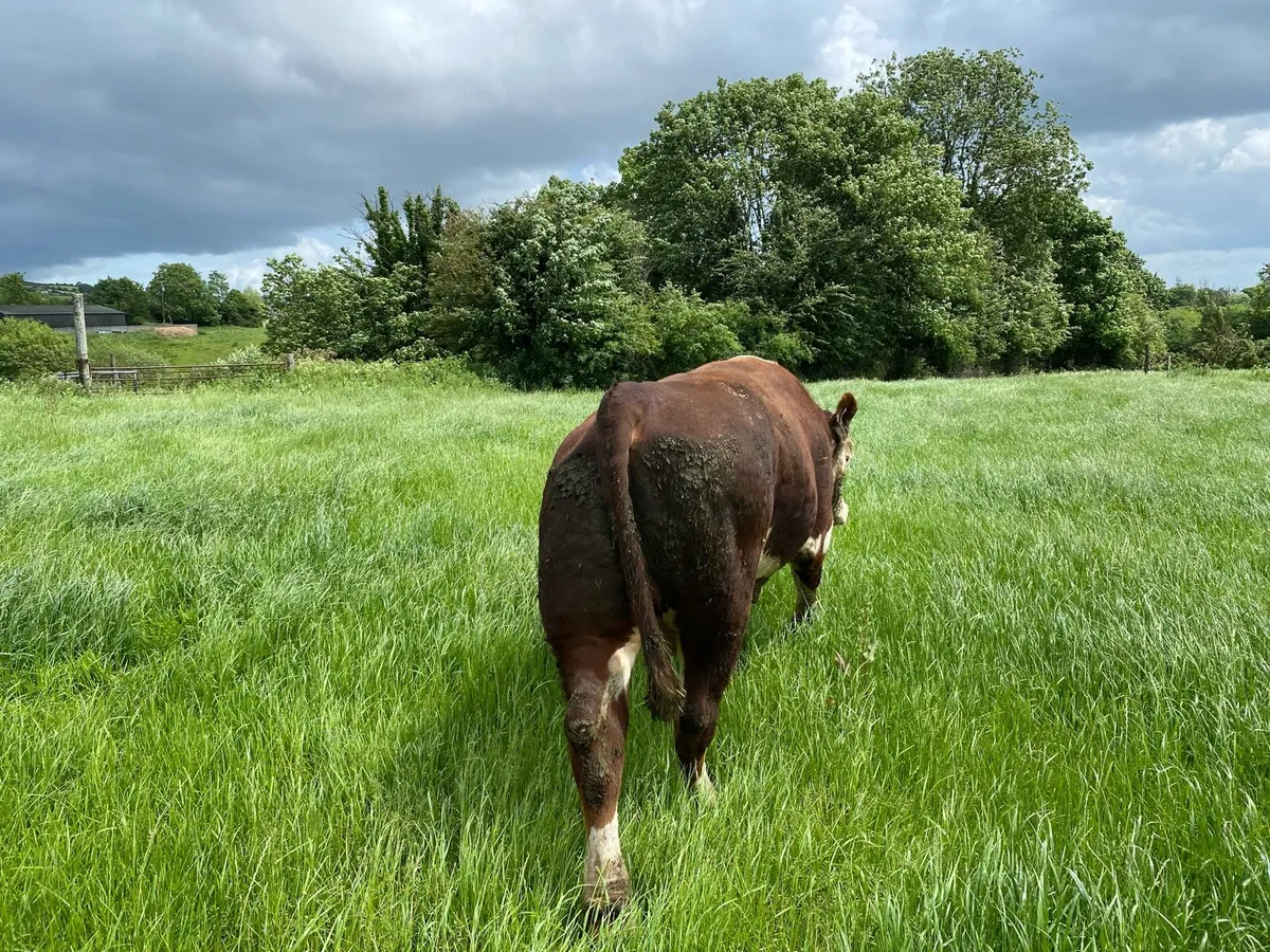 Hereford bull - Image 3