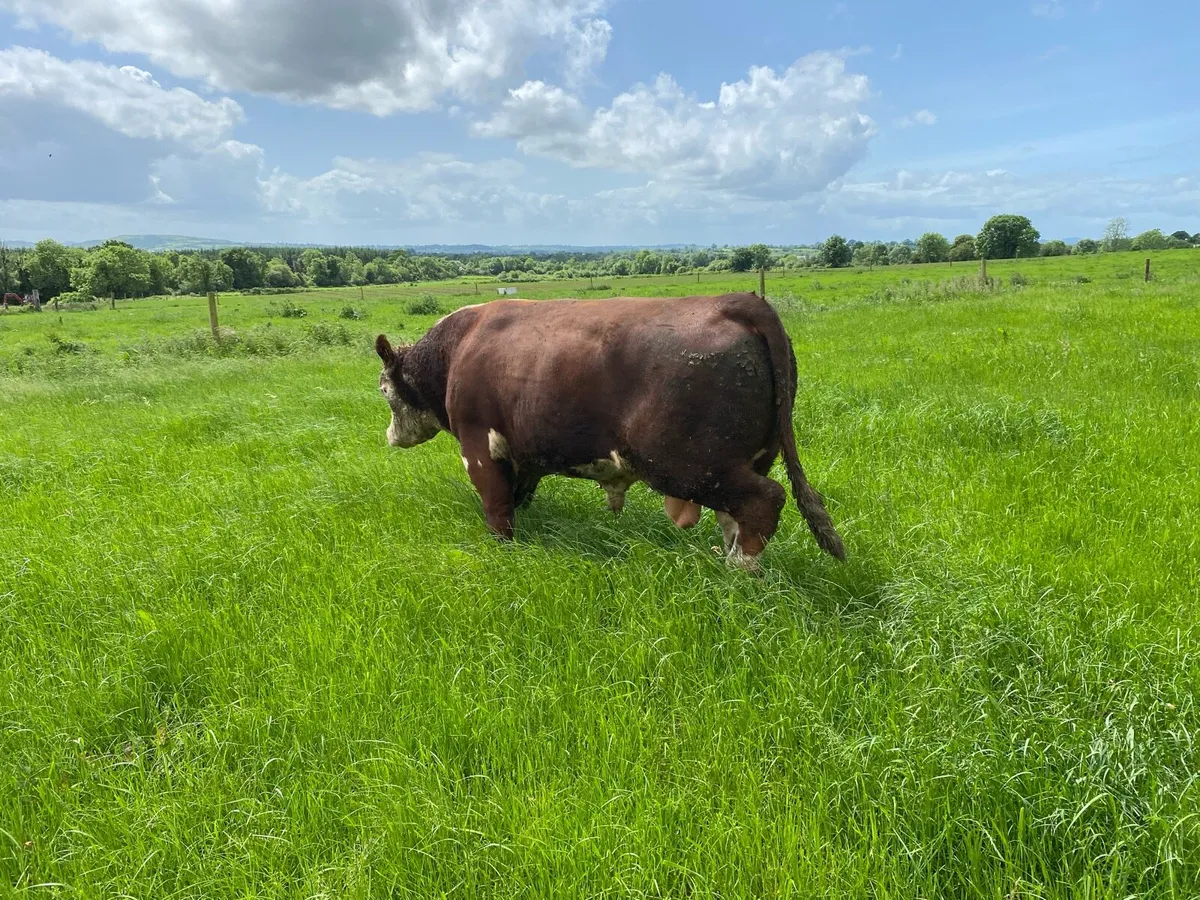 Hereford bull - Image 4