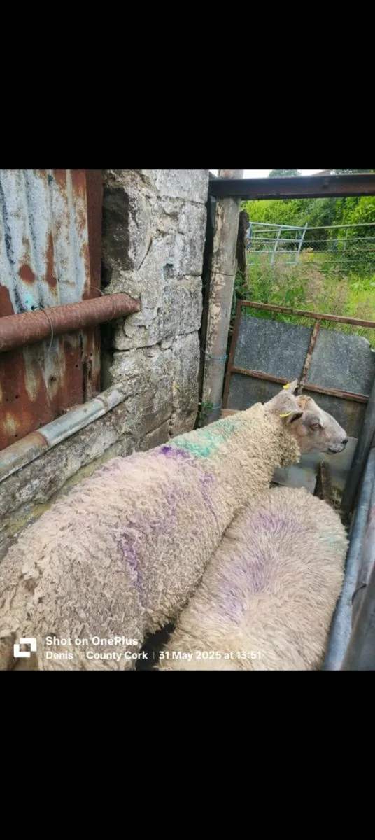 Pedigree Charollais Ram for sale - Image 3