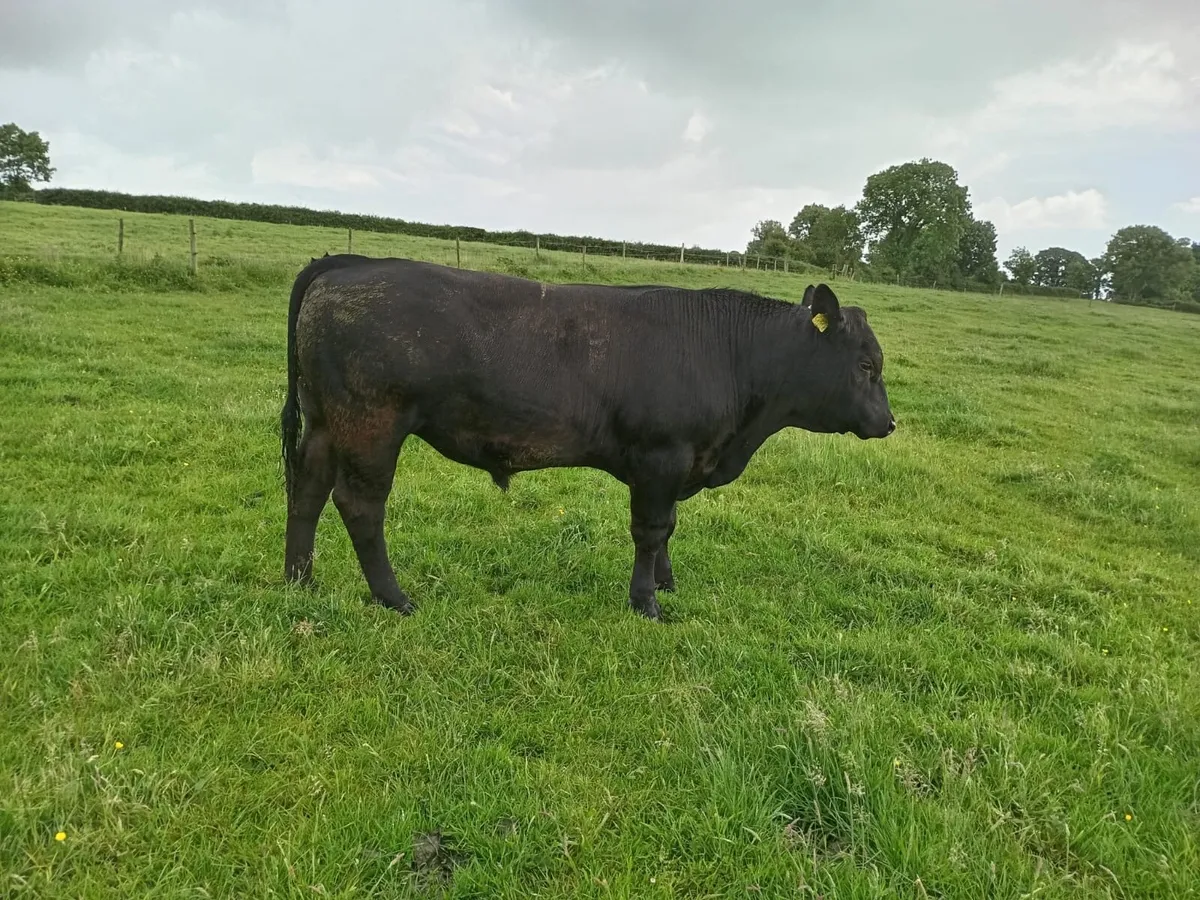 AA PBR Bull - Image 1