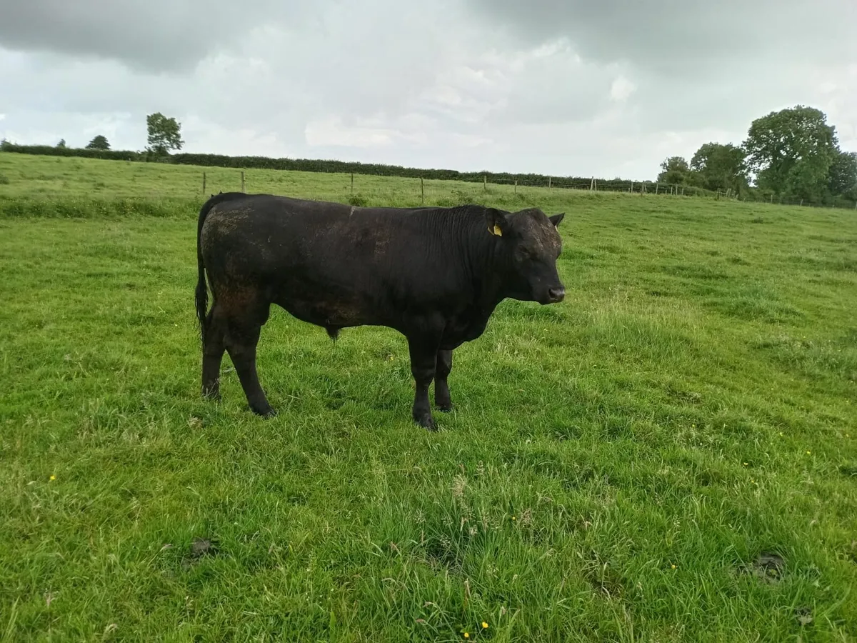 AA PBR Bull - Image 2