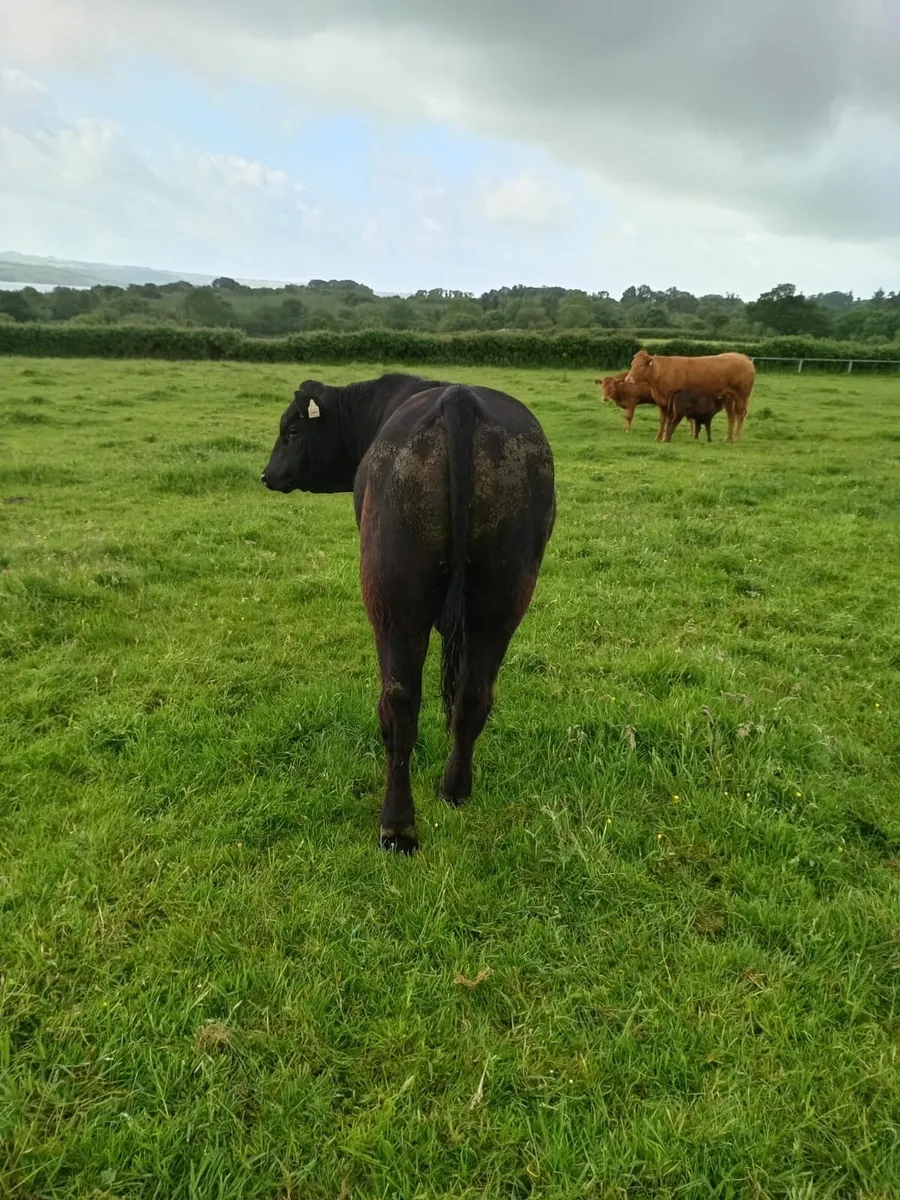 AA PBR Bull - Image 3