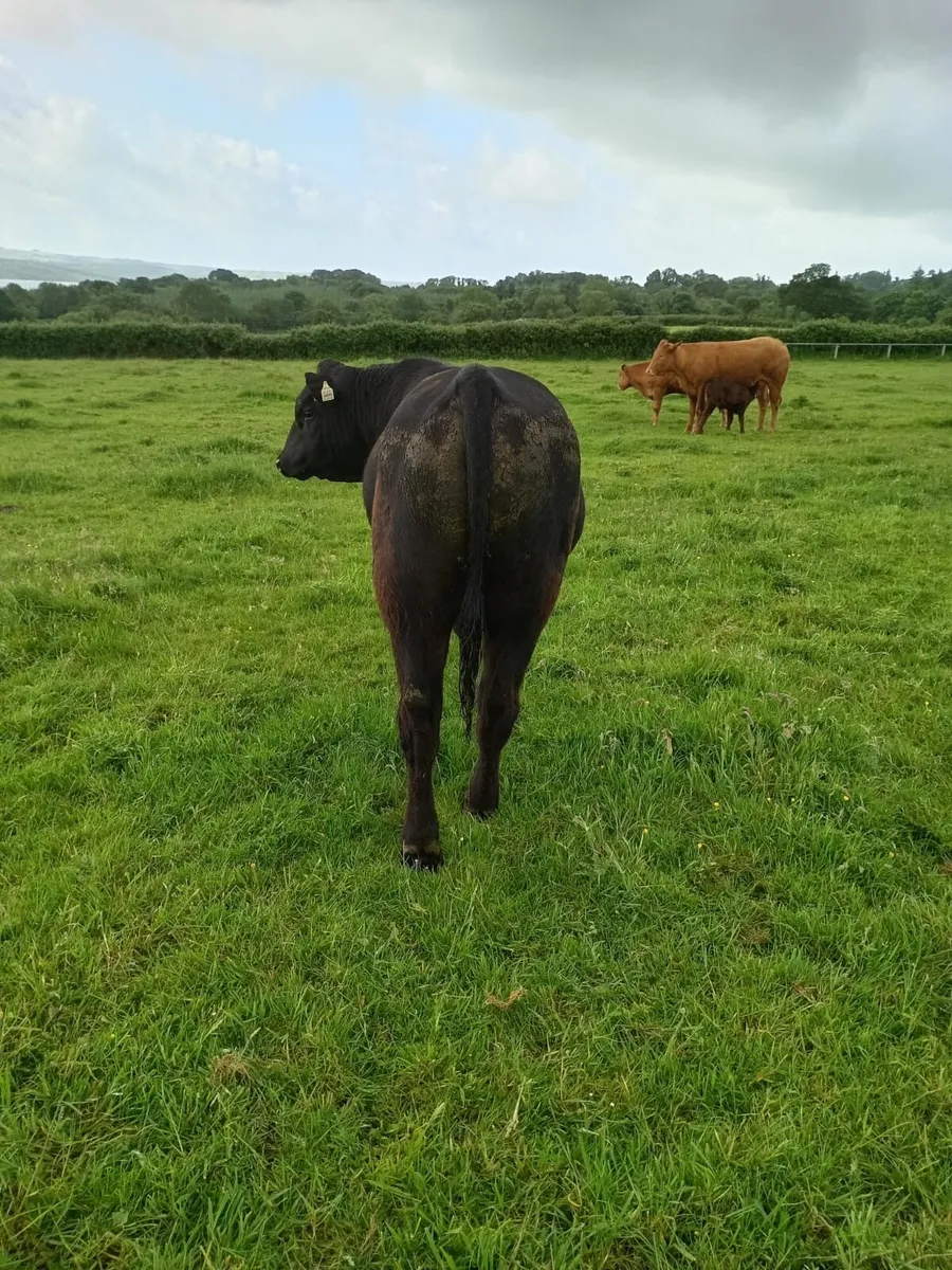 AA PBR Bull - Image 4