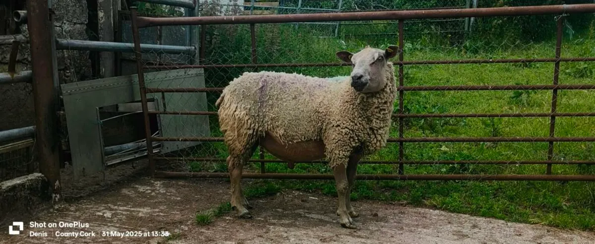 Pedigree Charollais Ram for sale - Image 1