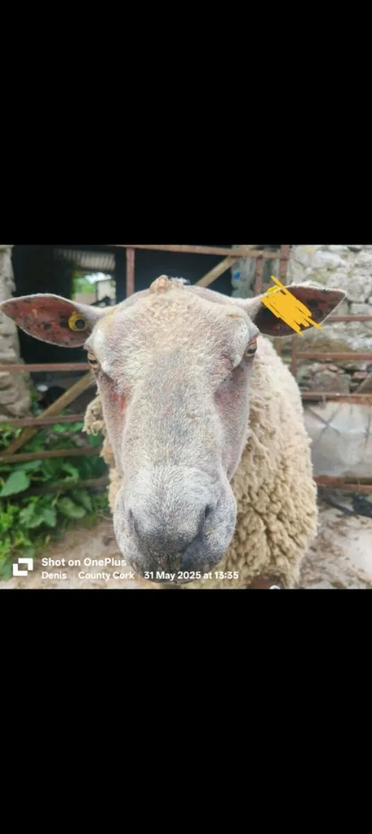 Pedigree Charollais Ram for sale - Image 2