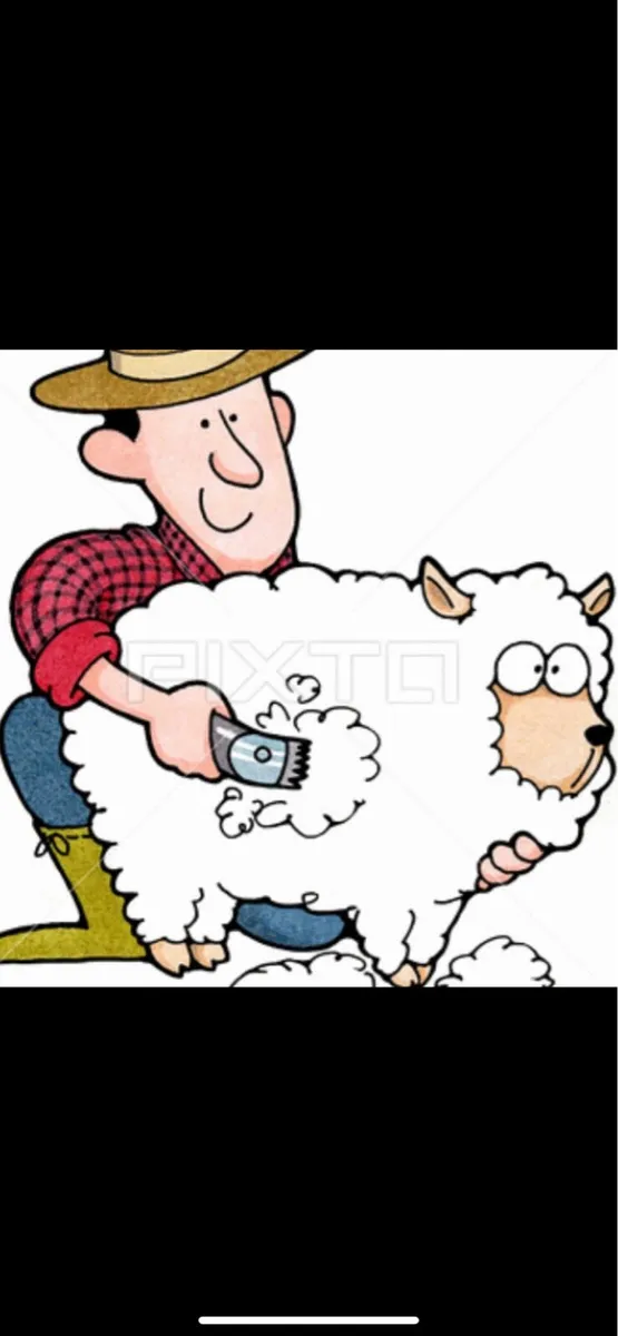 Sheep shearing