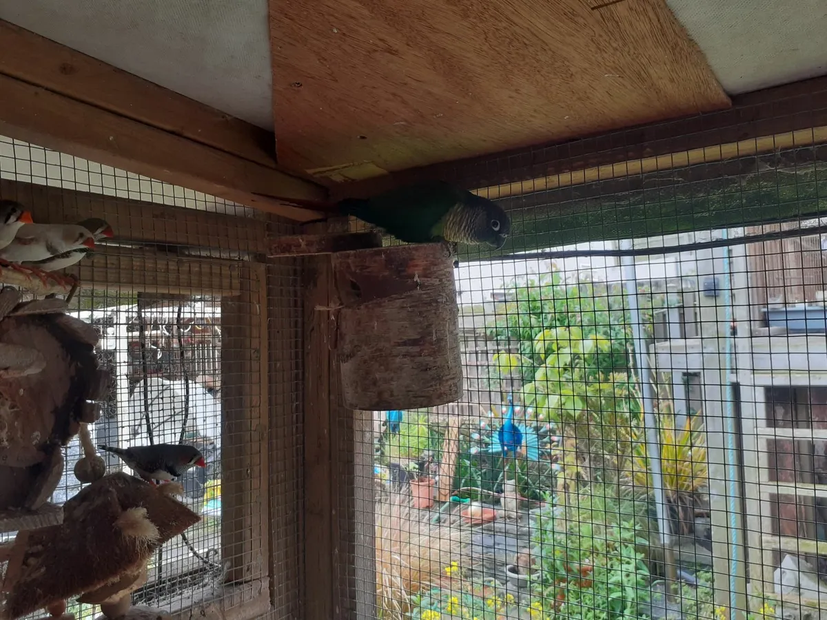 Tame Conures - Image 2