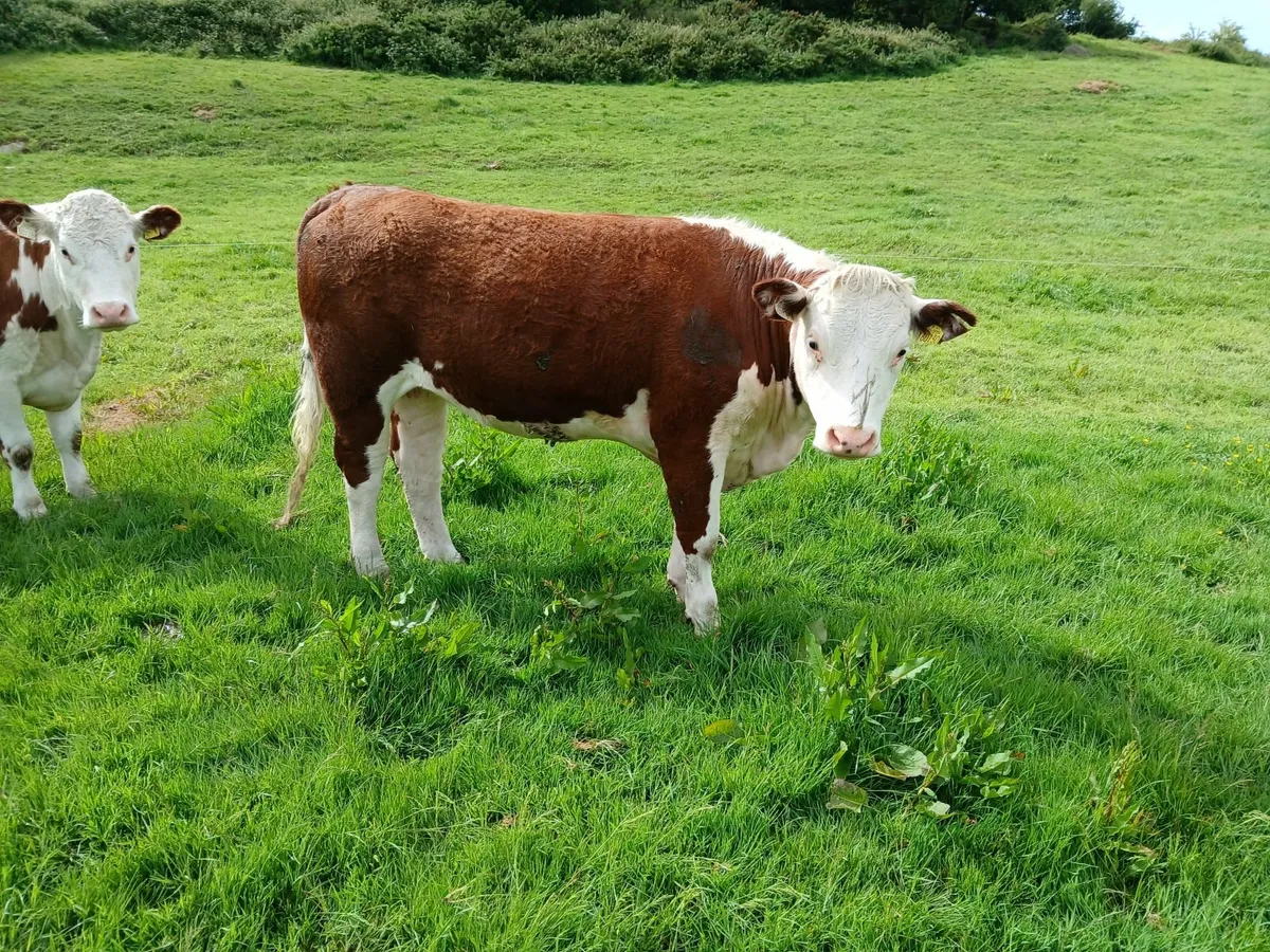 PBR HEREFORD HEIFERS - Image 4