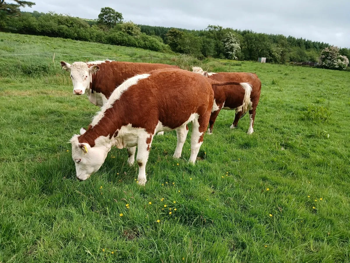 PBR HEREFORD HEIFERS - Image 3