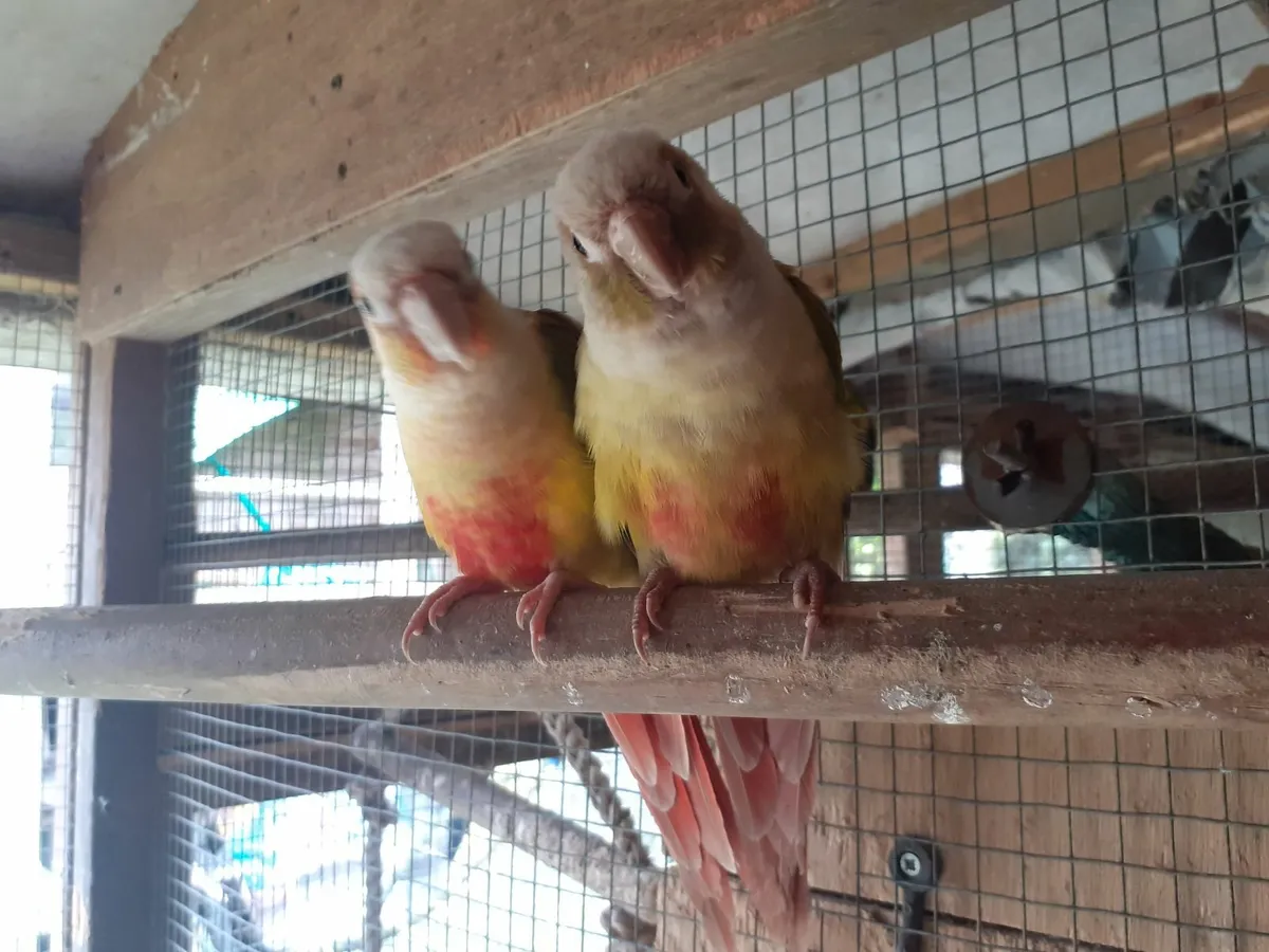 Tame Conures - Image 1