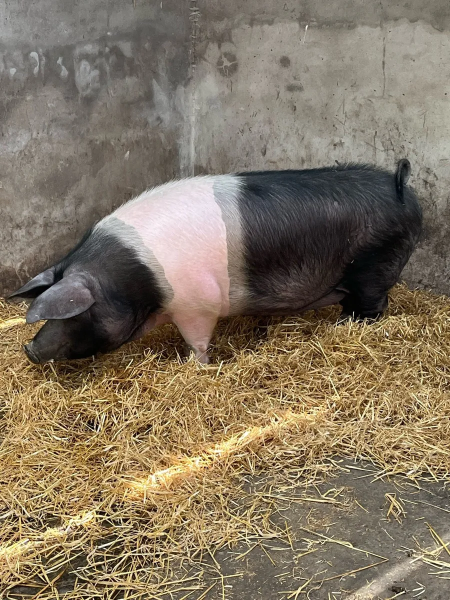 Saddleback gilt - Image 1