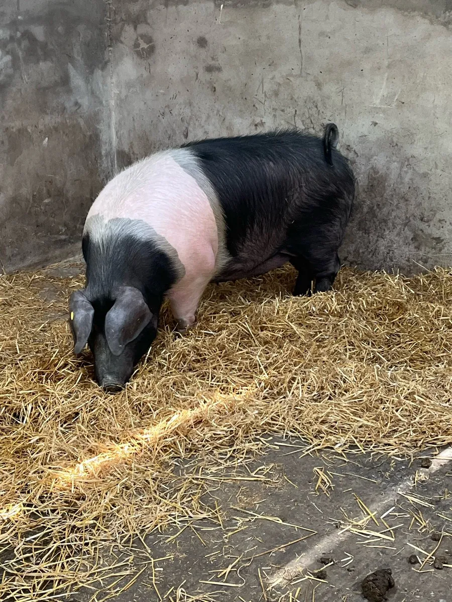 Saddleback gilt - Image 2