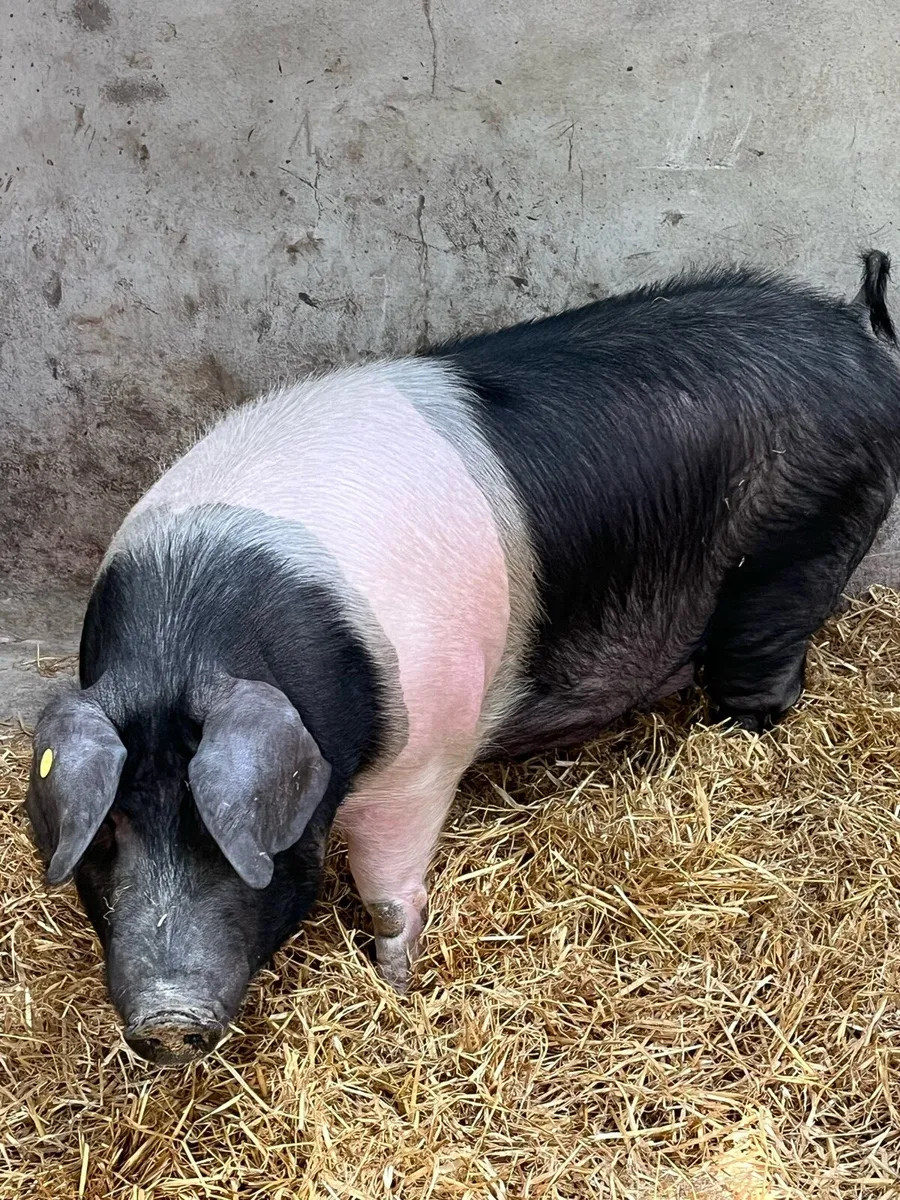 Saddleback gilt - Image 3