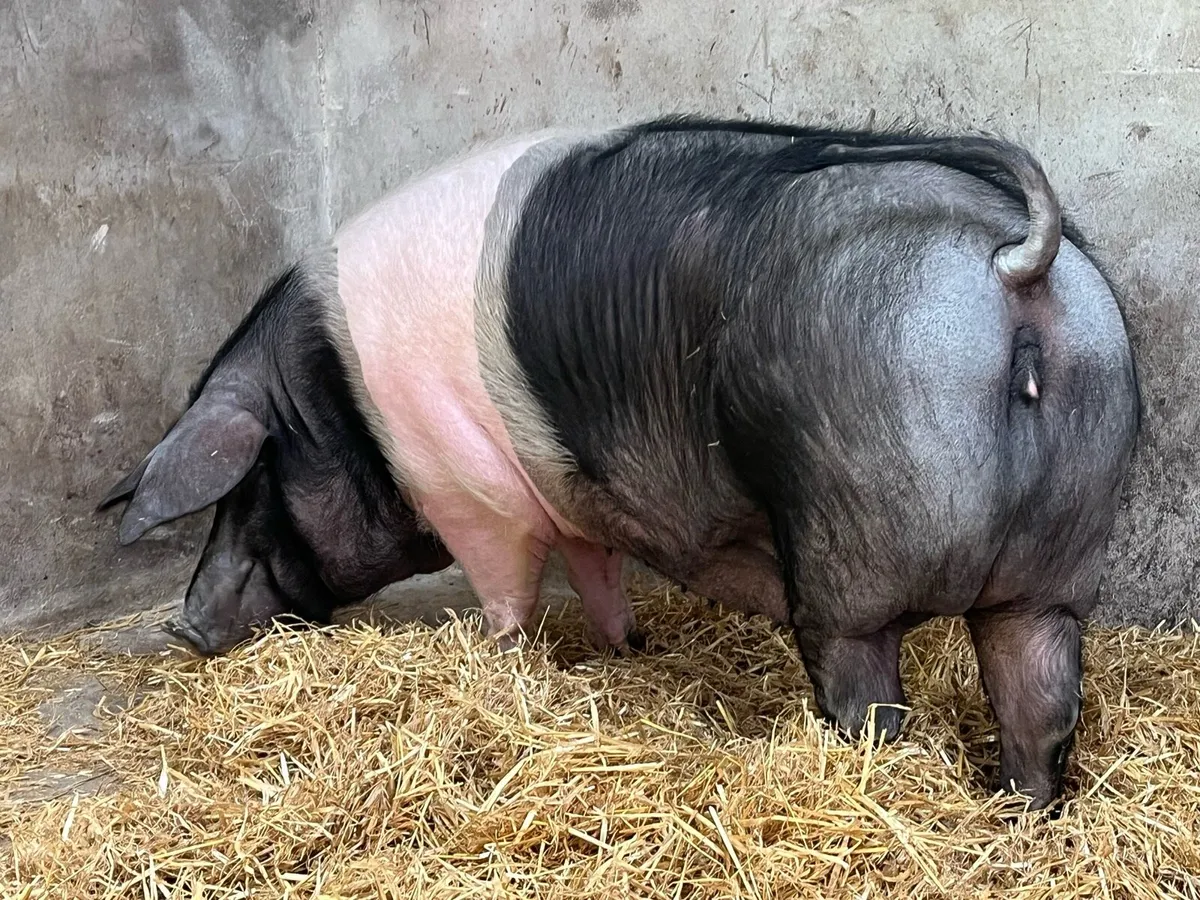 Saddleback gilt - Image 4